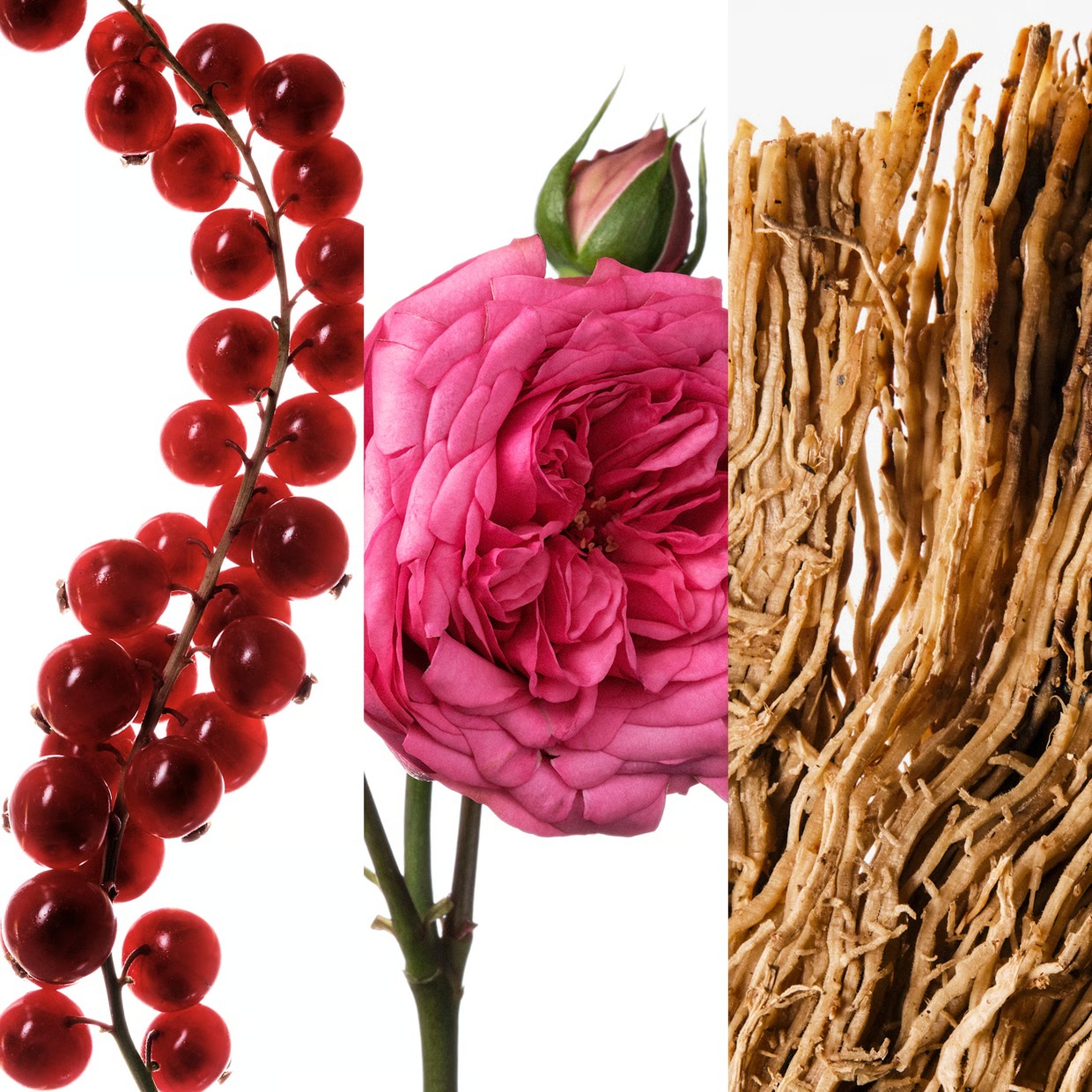 عطر كارولينا هيريرا فيري جود ج - مراجعة Good Floral & Wedding Decor Supply وسعره